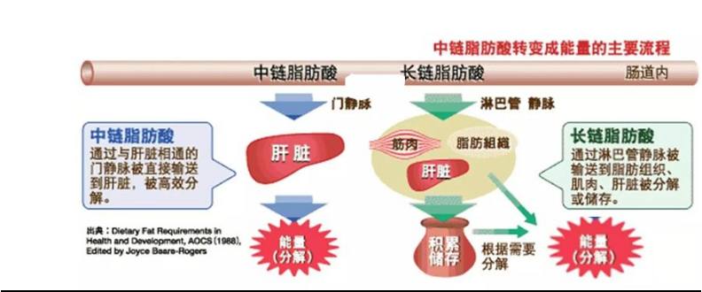 中鏈甘油三酯（MCT）來源