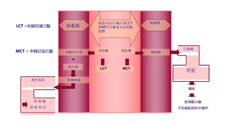 中鏈甘油三酯（MCT）特殊代謝流程