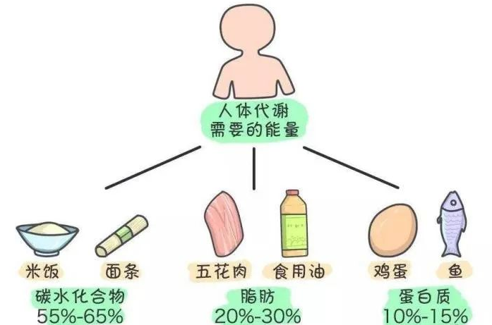 中鏈甘油三酯（MTC）是如何給人體充電加油的？