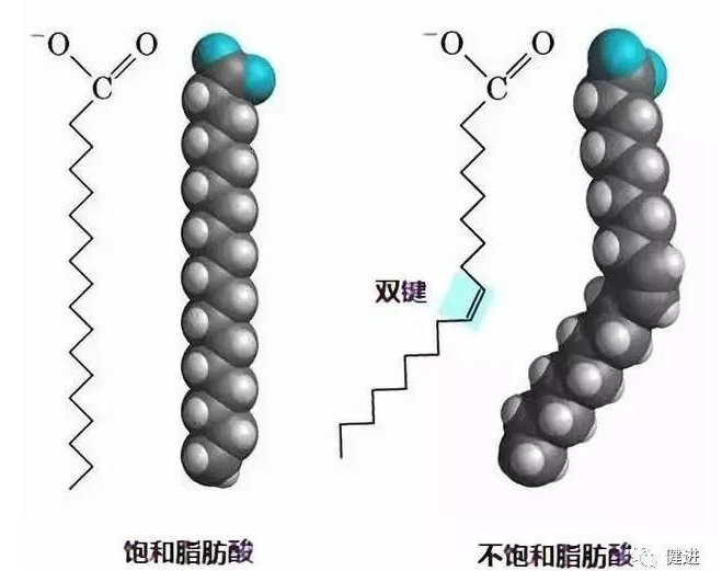 短鏈、中鏈、長(zhǎng)鏈脂肪酸