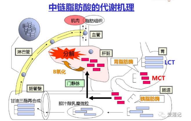 什么是中鏈脂肪酸(MCT)?