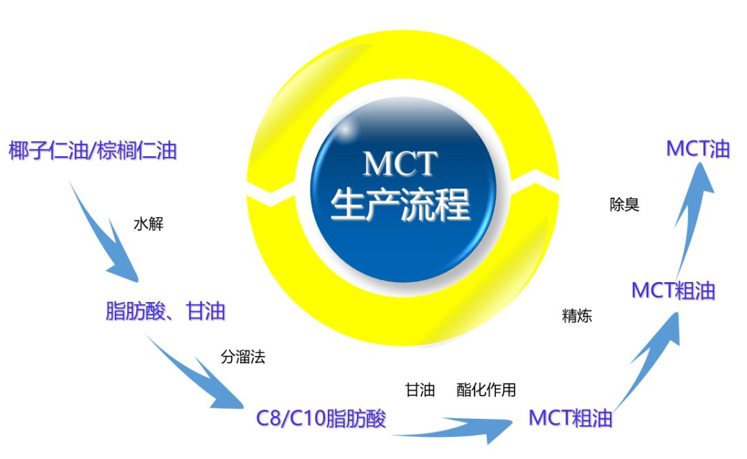 中鏈甘油三酯變成能量得主要流程