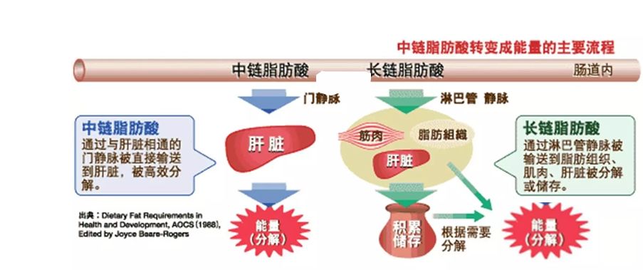 中鏈甘油三酯變成能量得主要流程