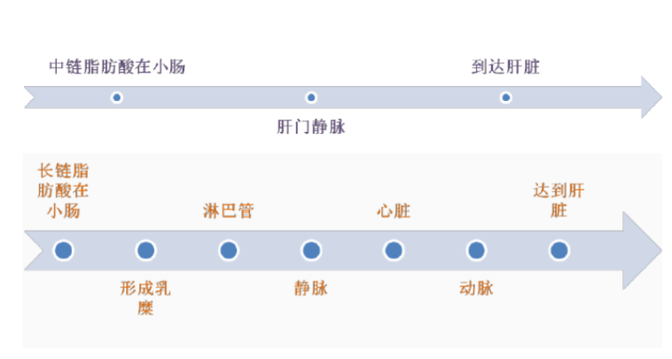 長/中鏈脂肪代謝路徑